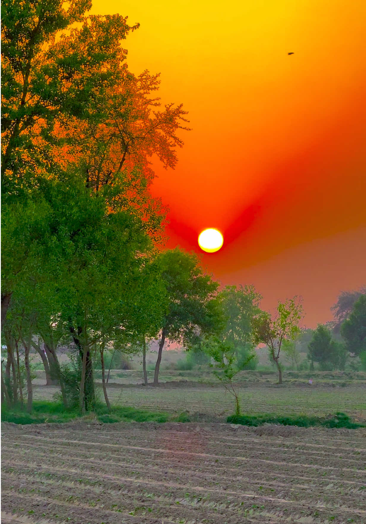 @🌾میں۔ میرا۔ پنڈ🎋