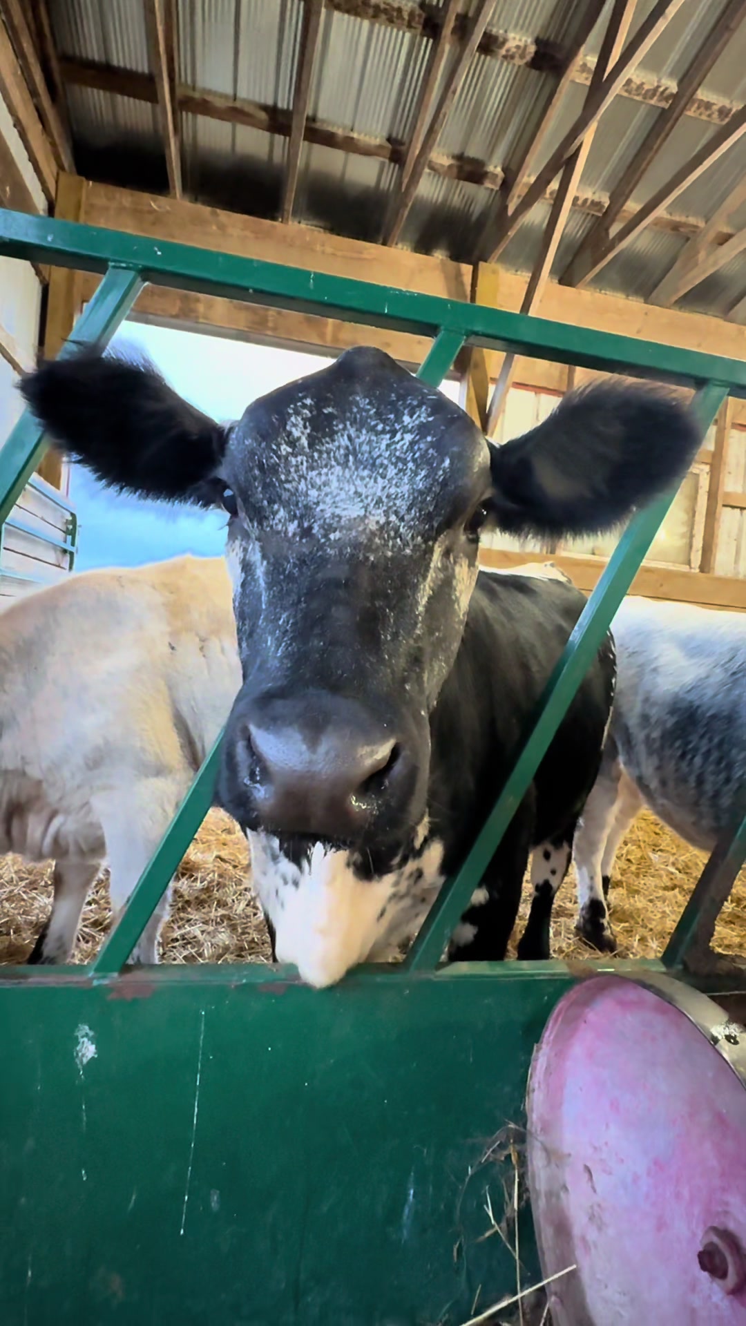 @Speckle Park Cattle