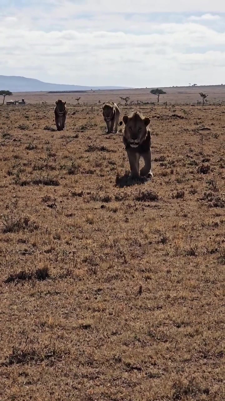 @lion_world5