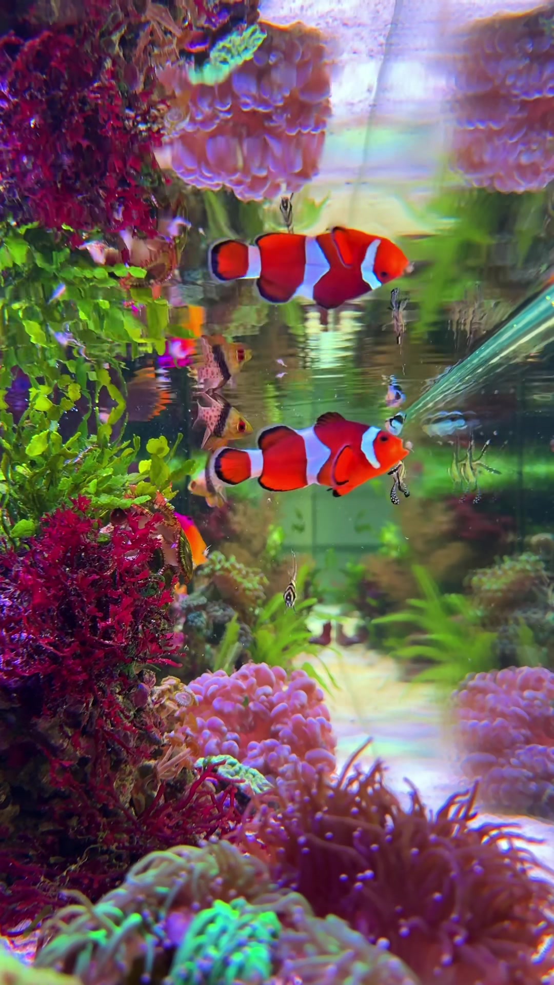 @Danny’s Aquariums
