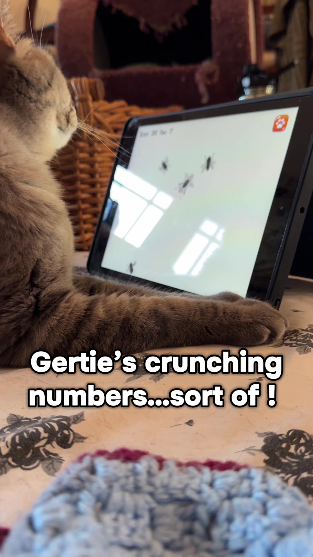@North Toronto Cat Rescue