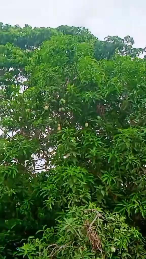 @🦋🌺প্রজাপতি🌺🦋