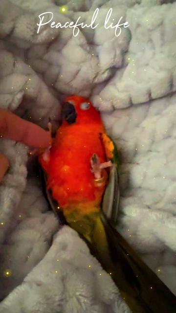@Mango 🦜La cotorra solar