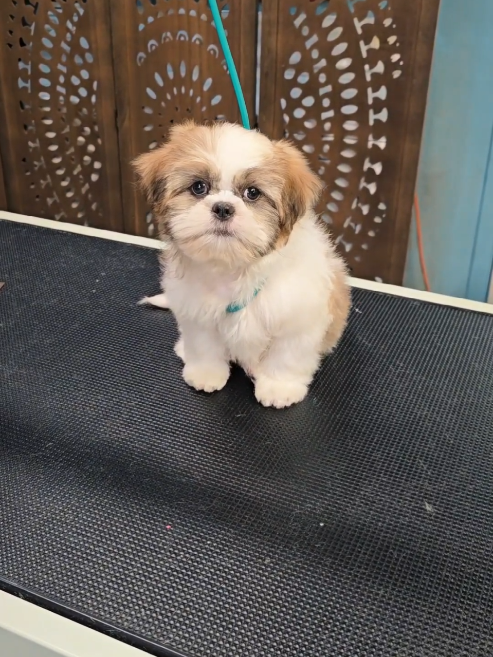 @Fairy Tails Grooming