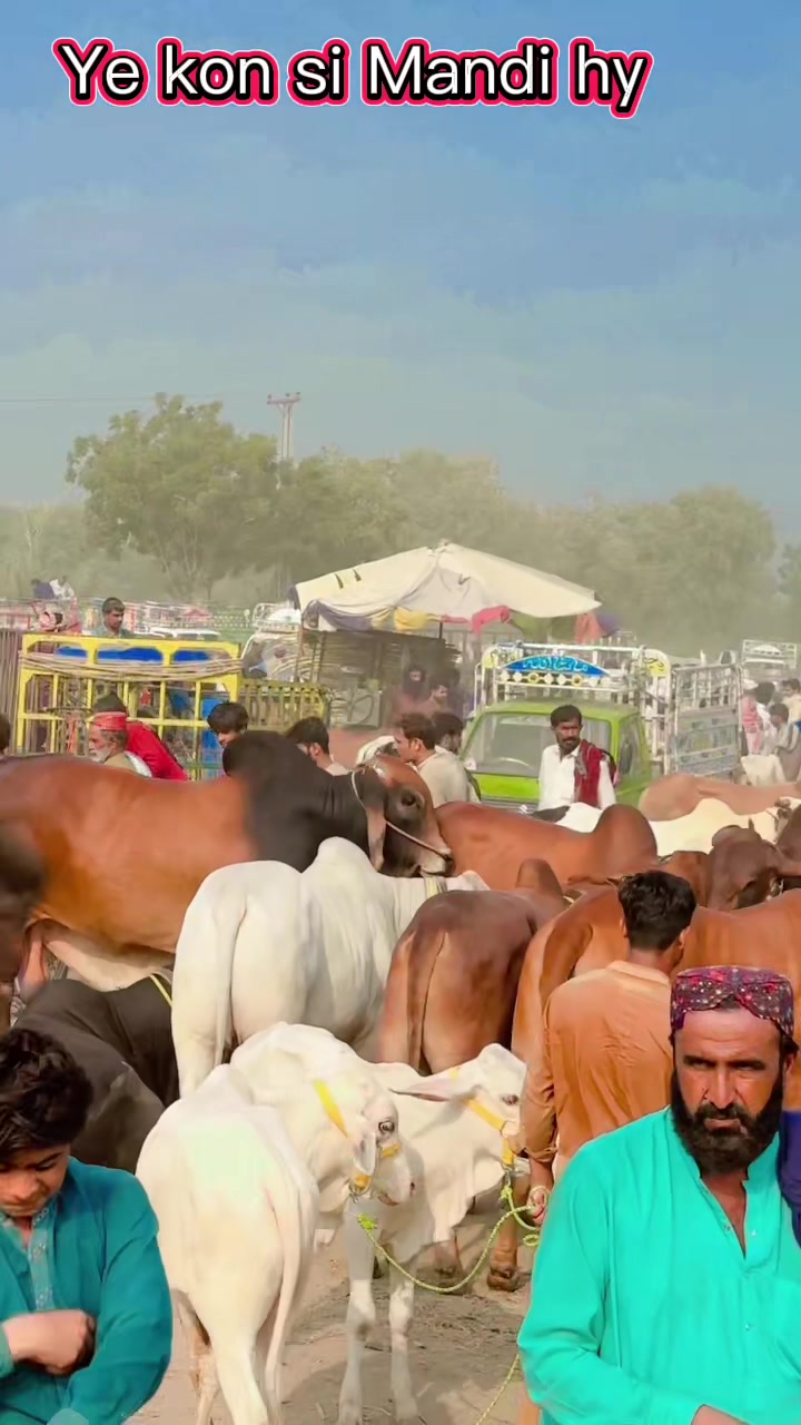 @Raza cattle farm 786