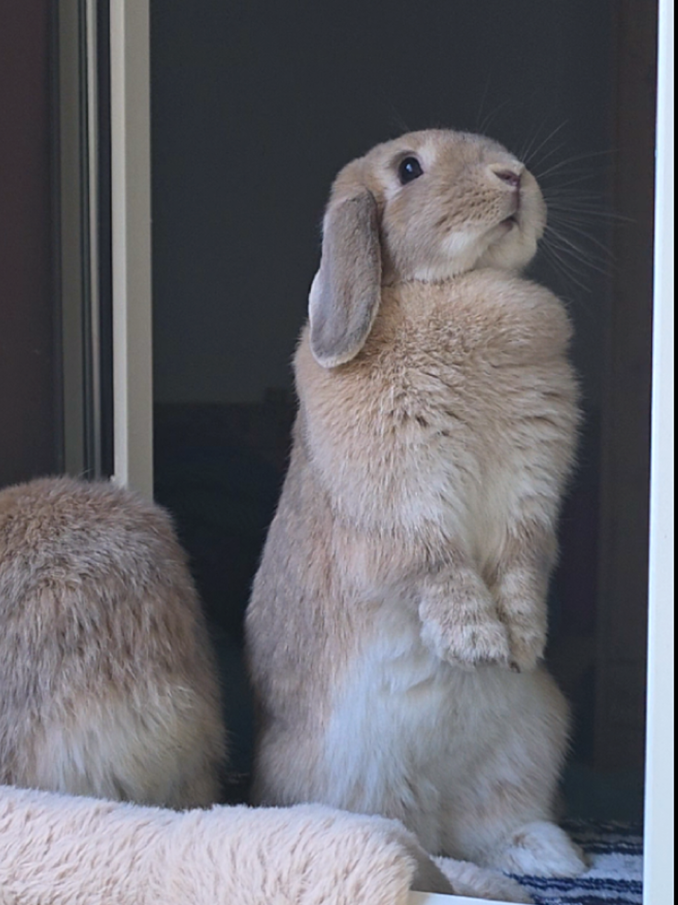 @Buns at Home