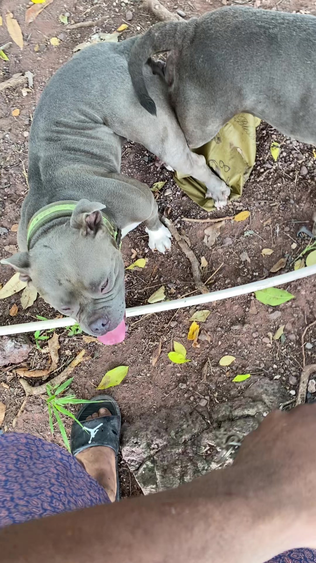 @🍀_Davian_14🇯🇲🇧🇷