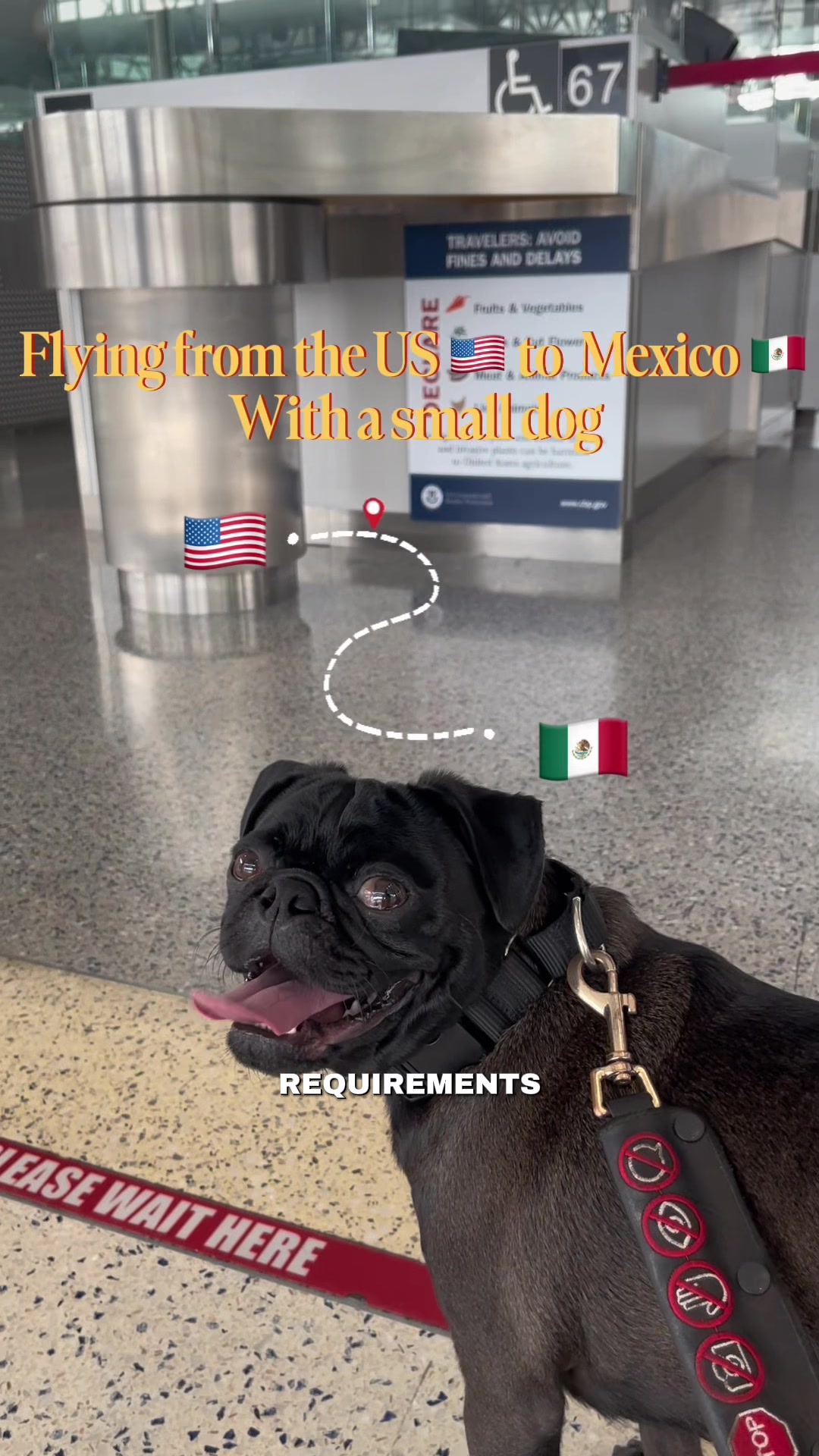 @papitheservicepug
