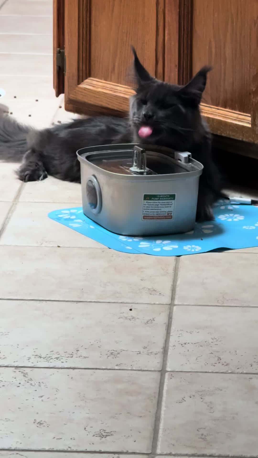 @StarKingdomMaineCoons