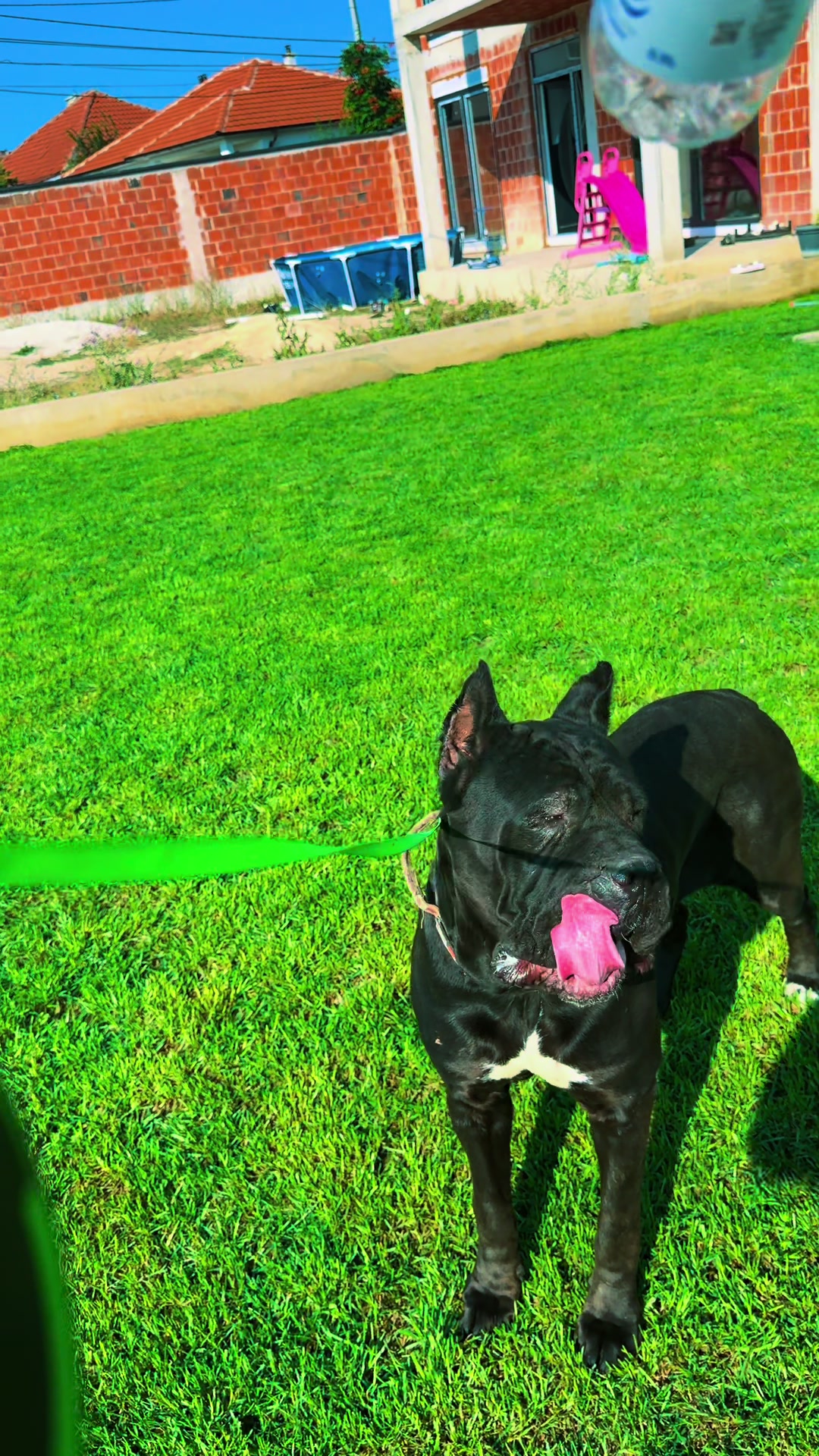 @AlbaniaCaneCorso Kennel
