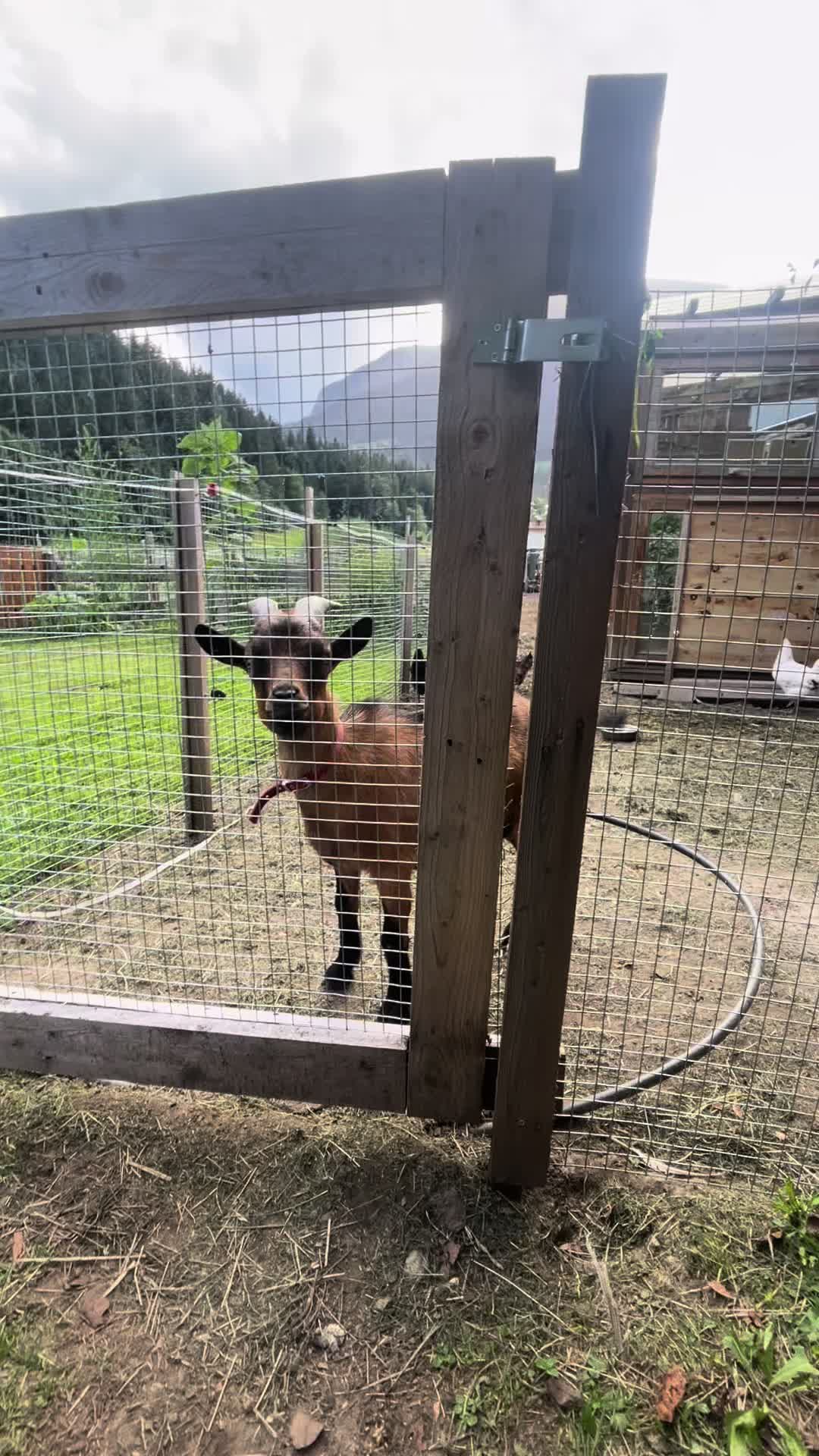 @Mountain Hill Ranch 🇦🇹