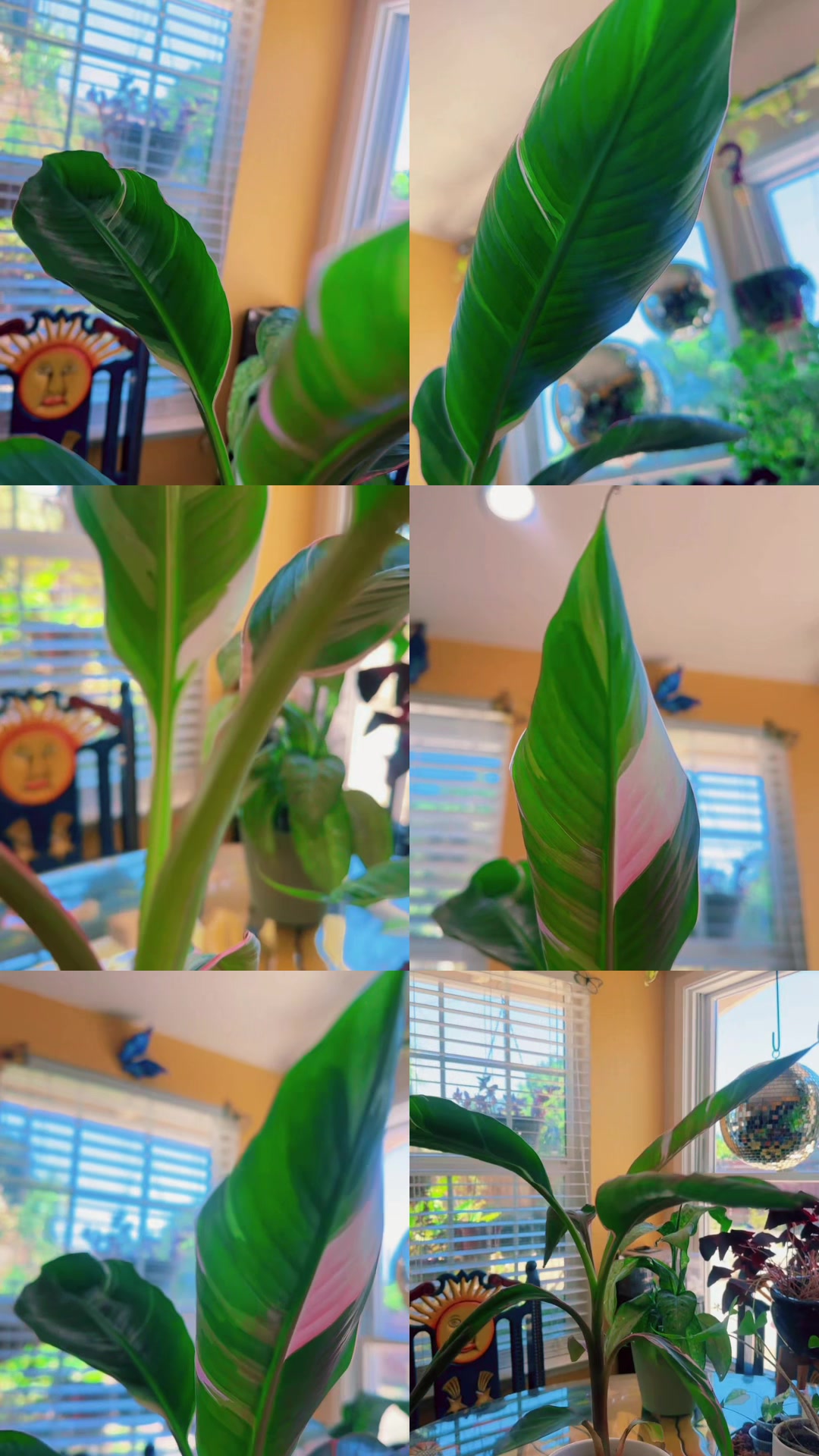@โจ๐ค ๐๐
ืฅ ๐คโจ๐ฆโฌ๐ชด๐ฒ๐ฝ