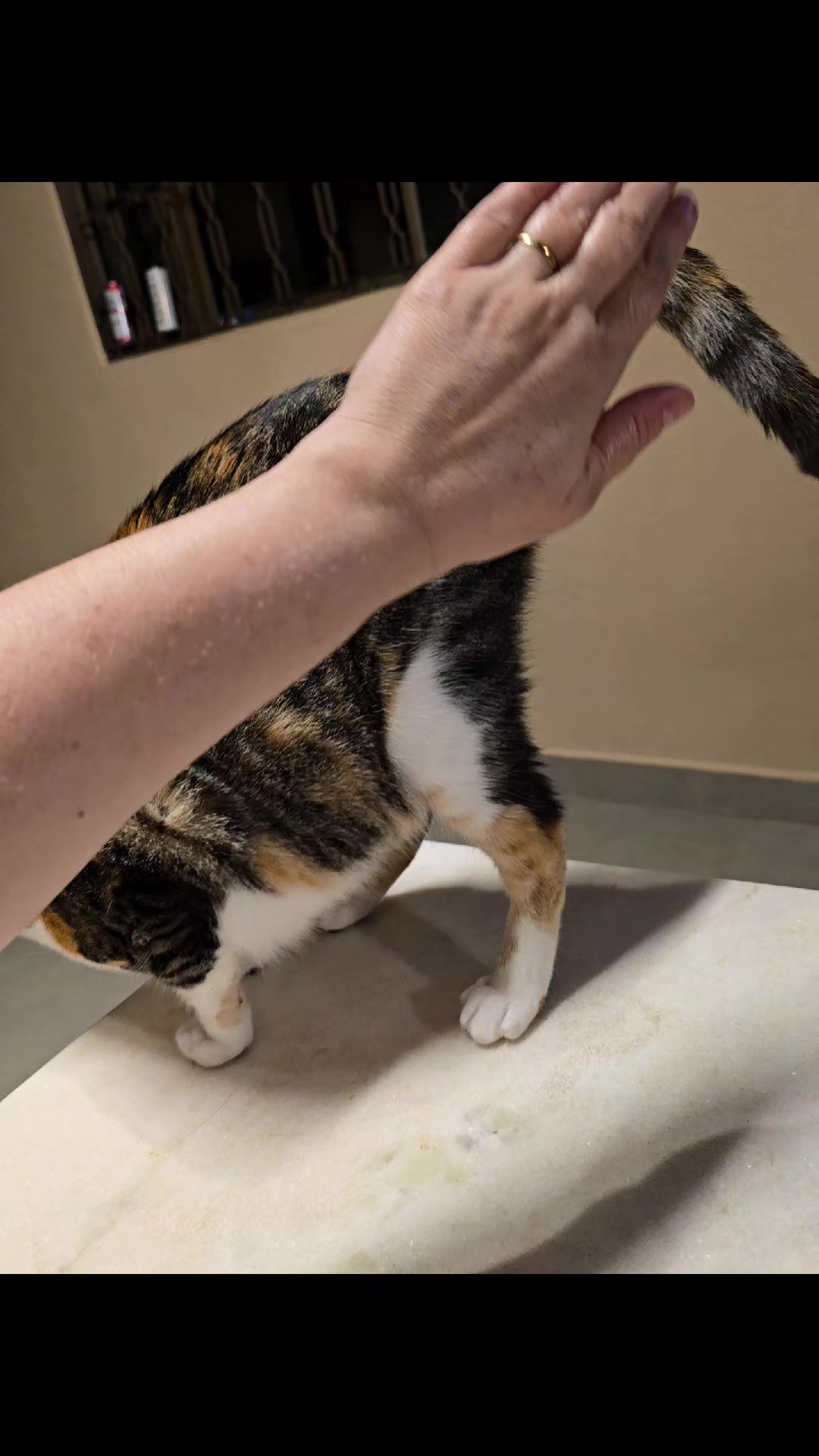@✨️🐈❤️🐕❤️🐈✨️