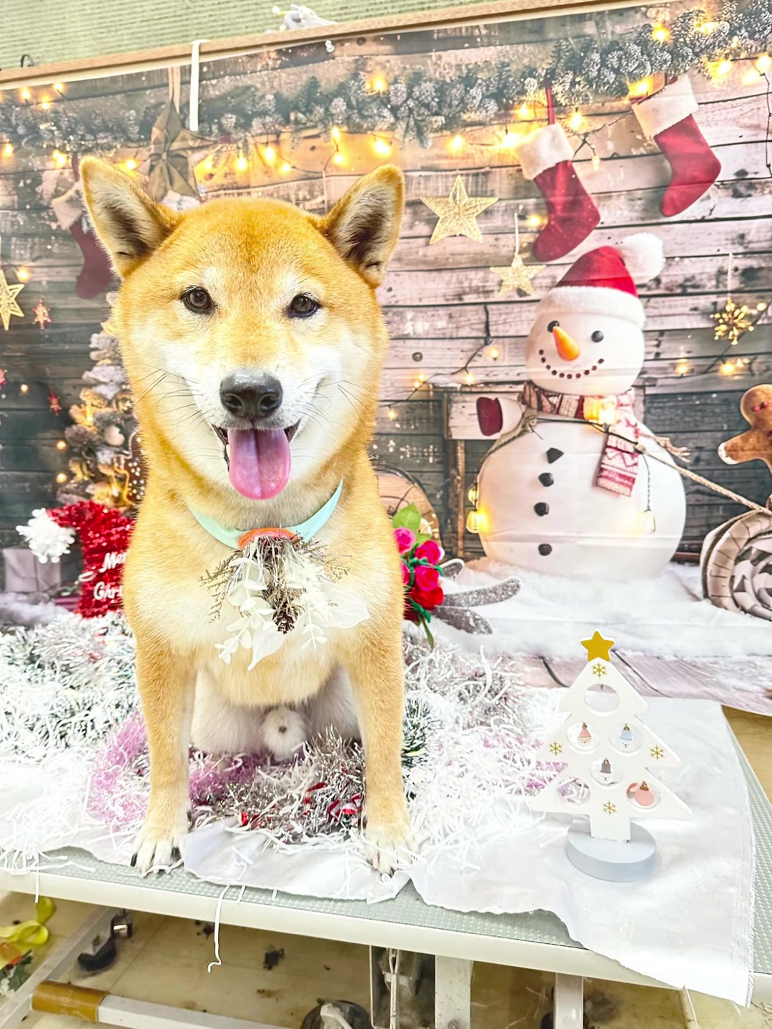 @petsalon_connect
