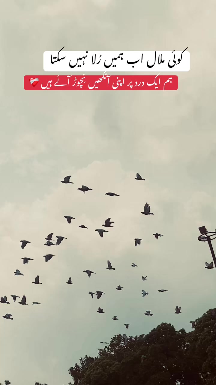 @🕊️