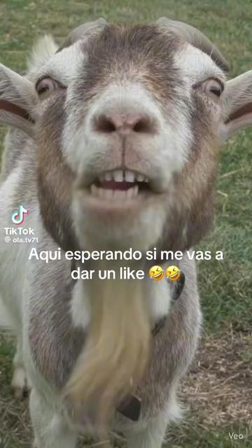 @🍅 dj Tavo Silva 🎧🎼