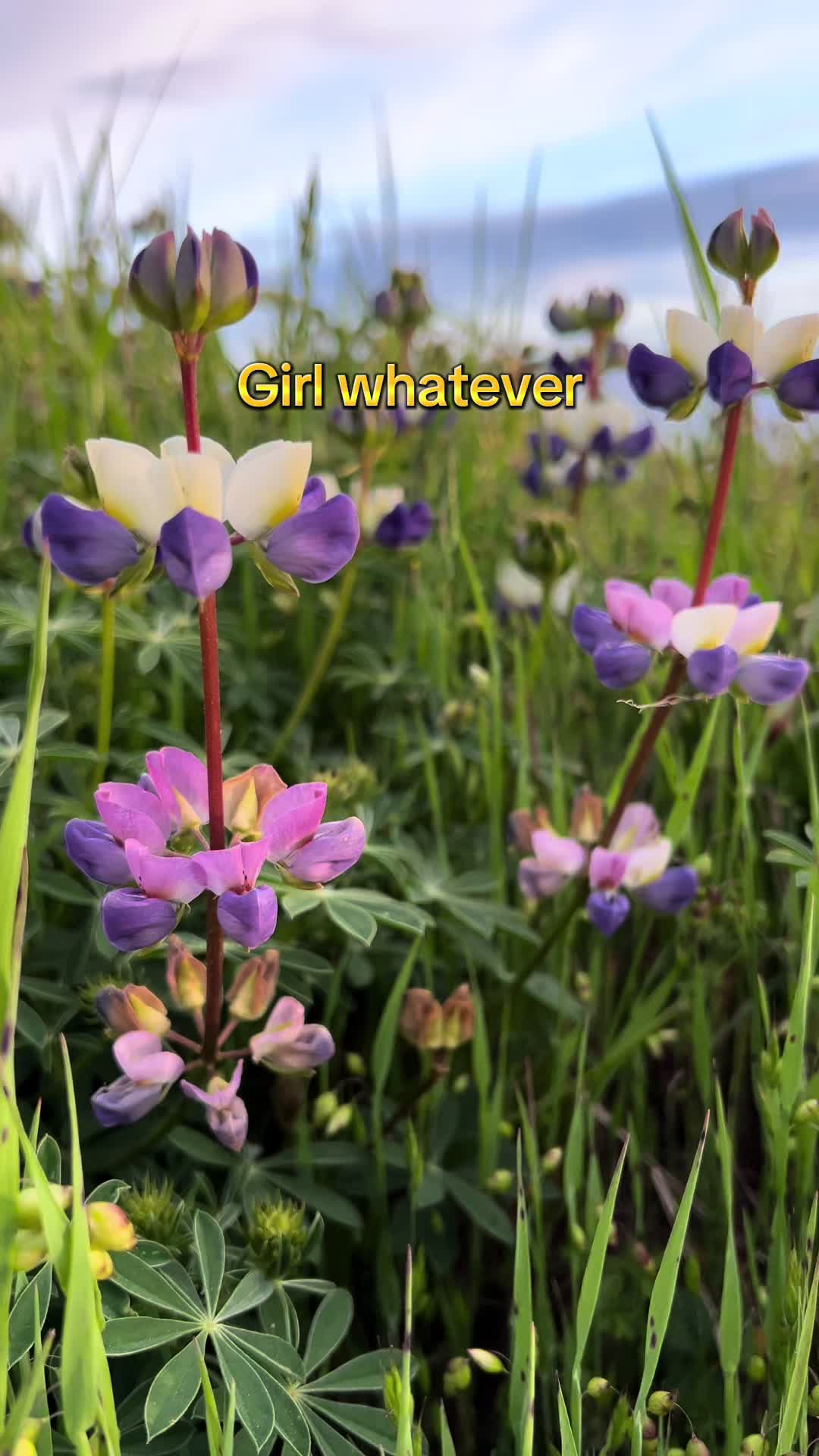 @Sharon Gao
