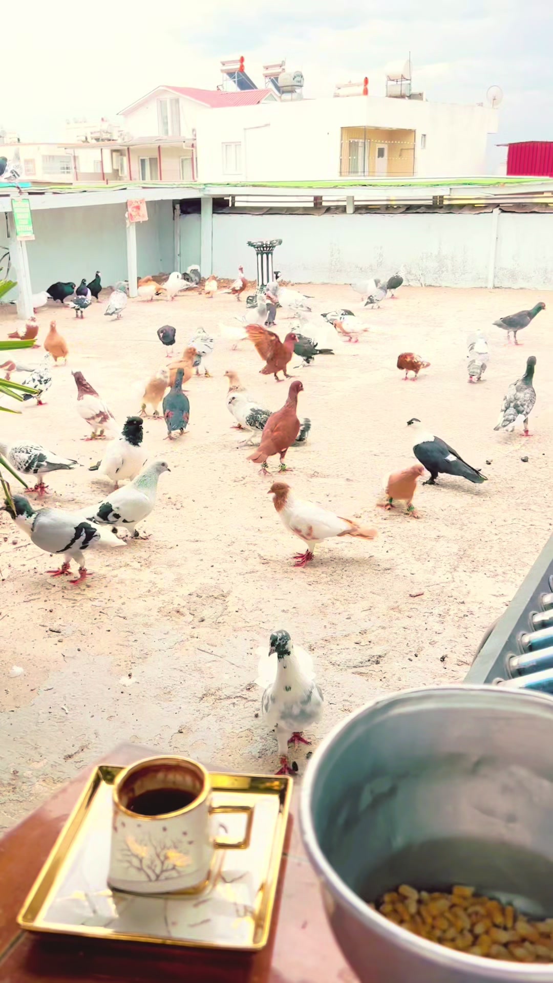 @🕊️ⓀⒶⓈⒶⓅ ⒼⓄⓀⒽⒶⓃ🕊️