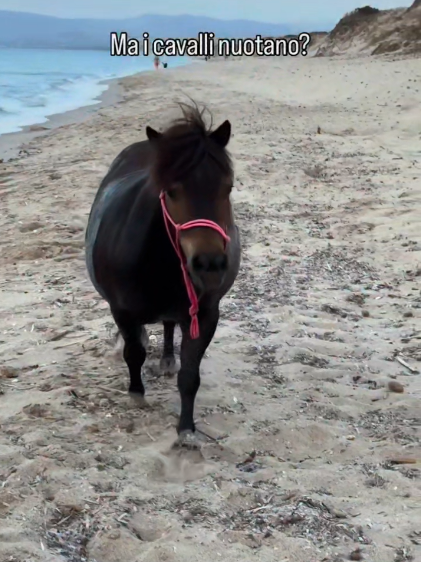 @streamhorse