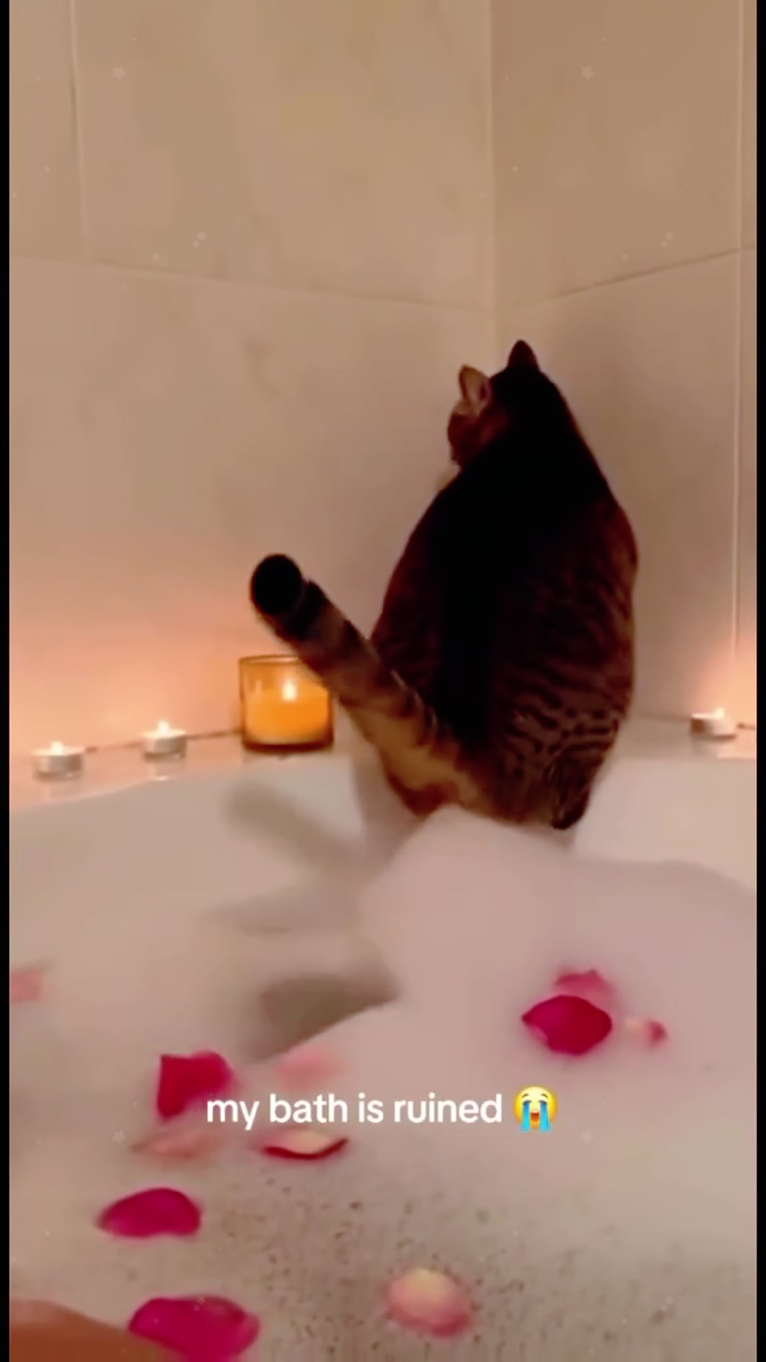 @happy.pet.life02