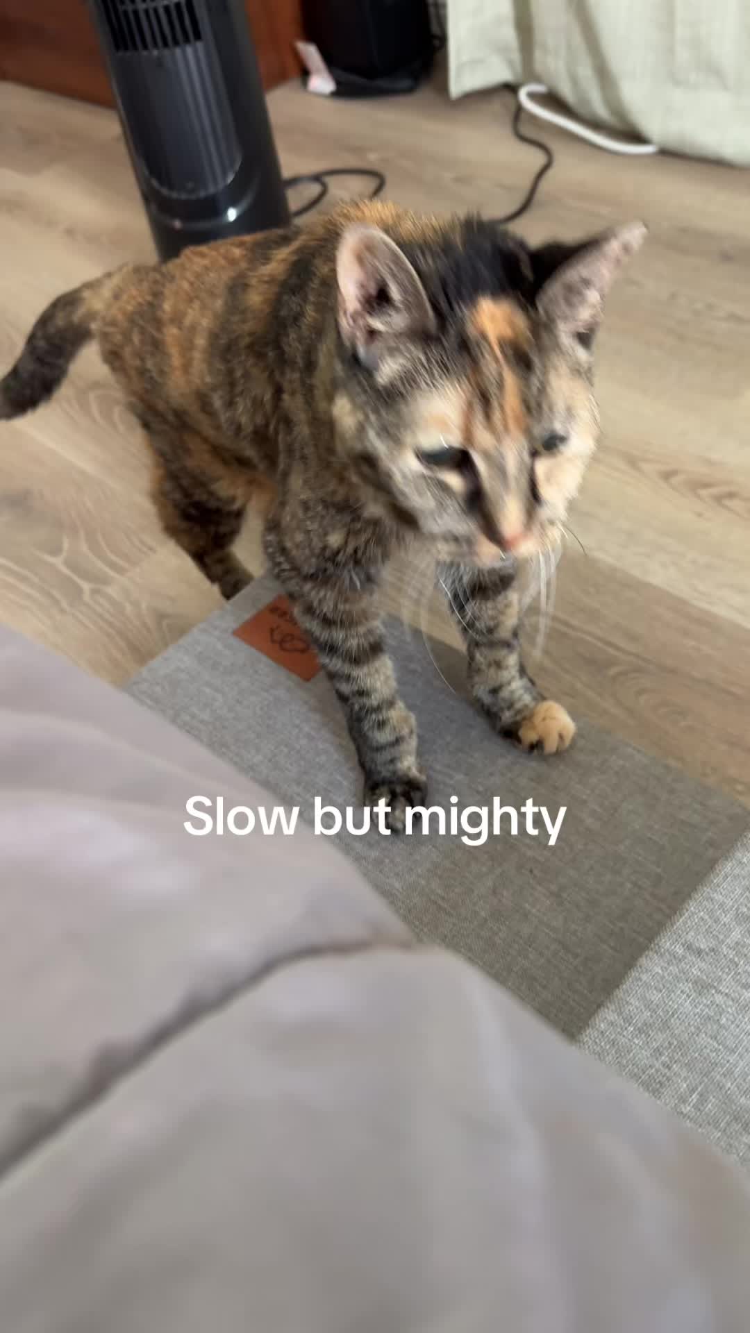 @and Luna 🐺