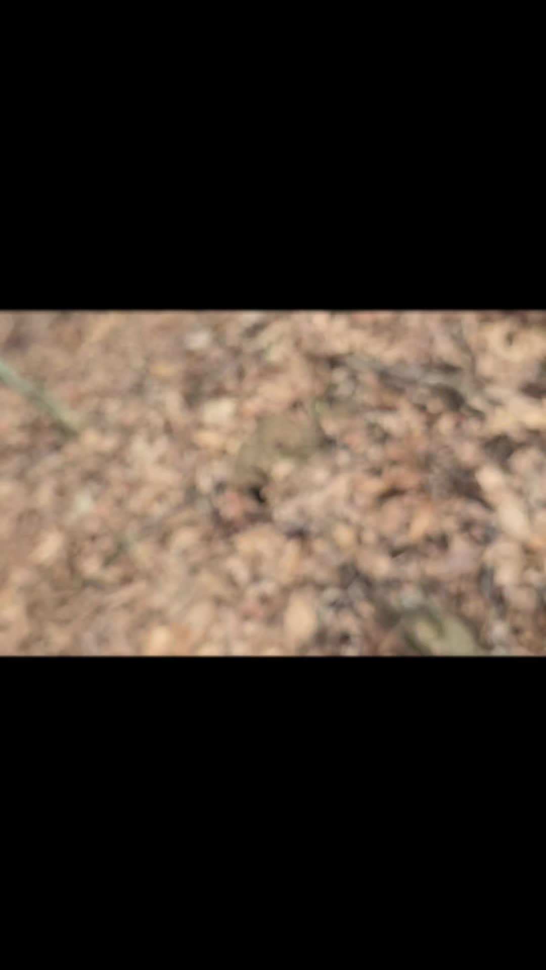 @WIZARD OF THE WOODS