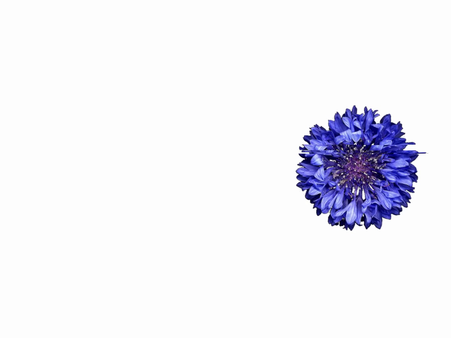 @︎ ︎ ︎ ︎ ︎︎︎︎︎︎︎︎︎︎︎Jed ︎ ︎ ︎ ︎