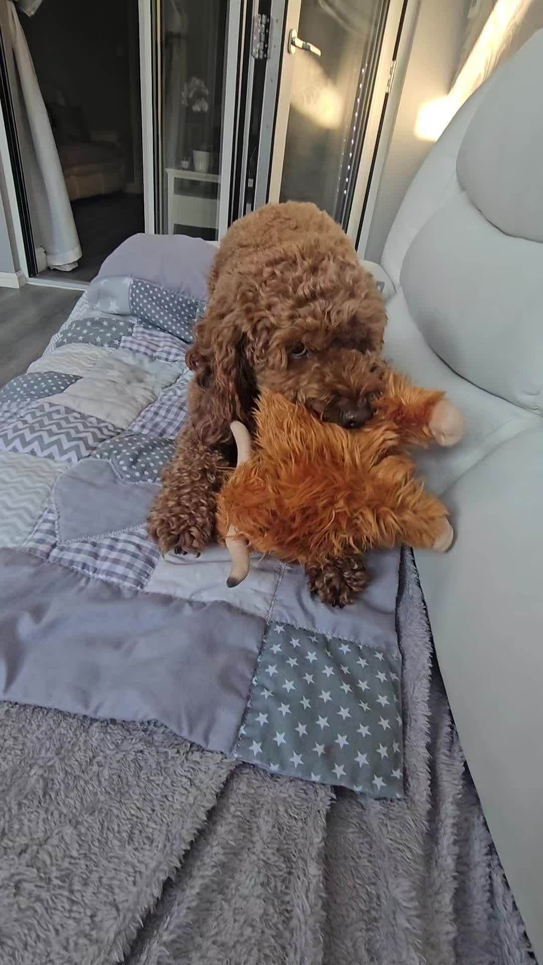 @❤️❤️ Billy & Milo ❤️❤️🐾🐾