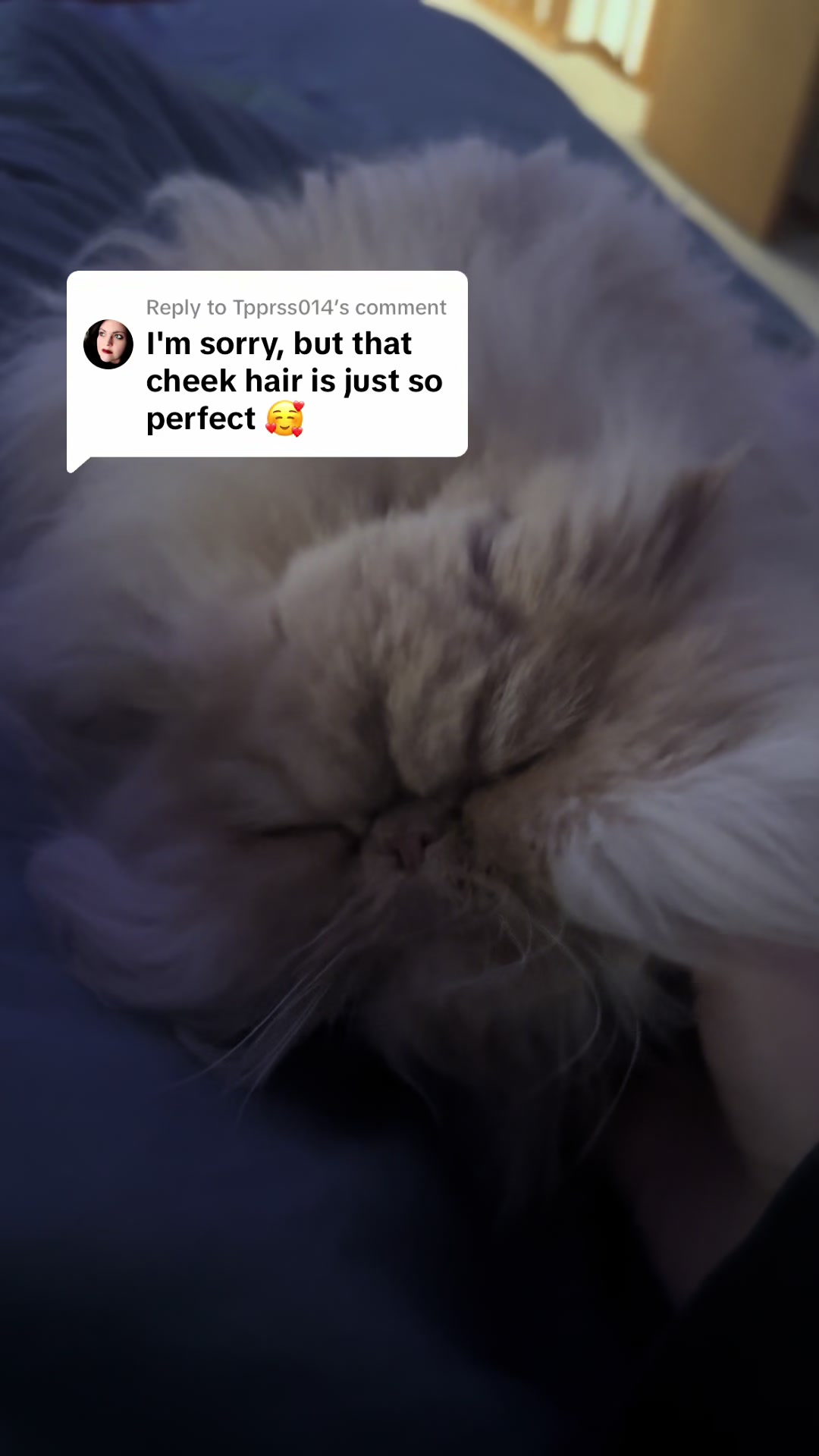 @cheddarandgidget