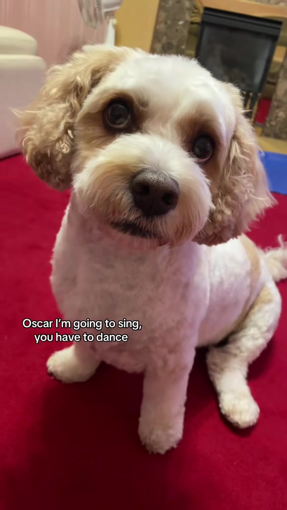 @My Cavachon
