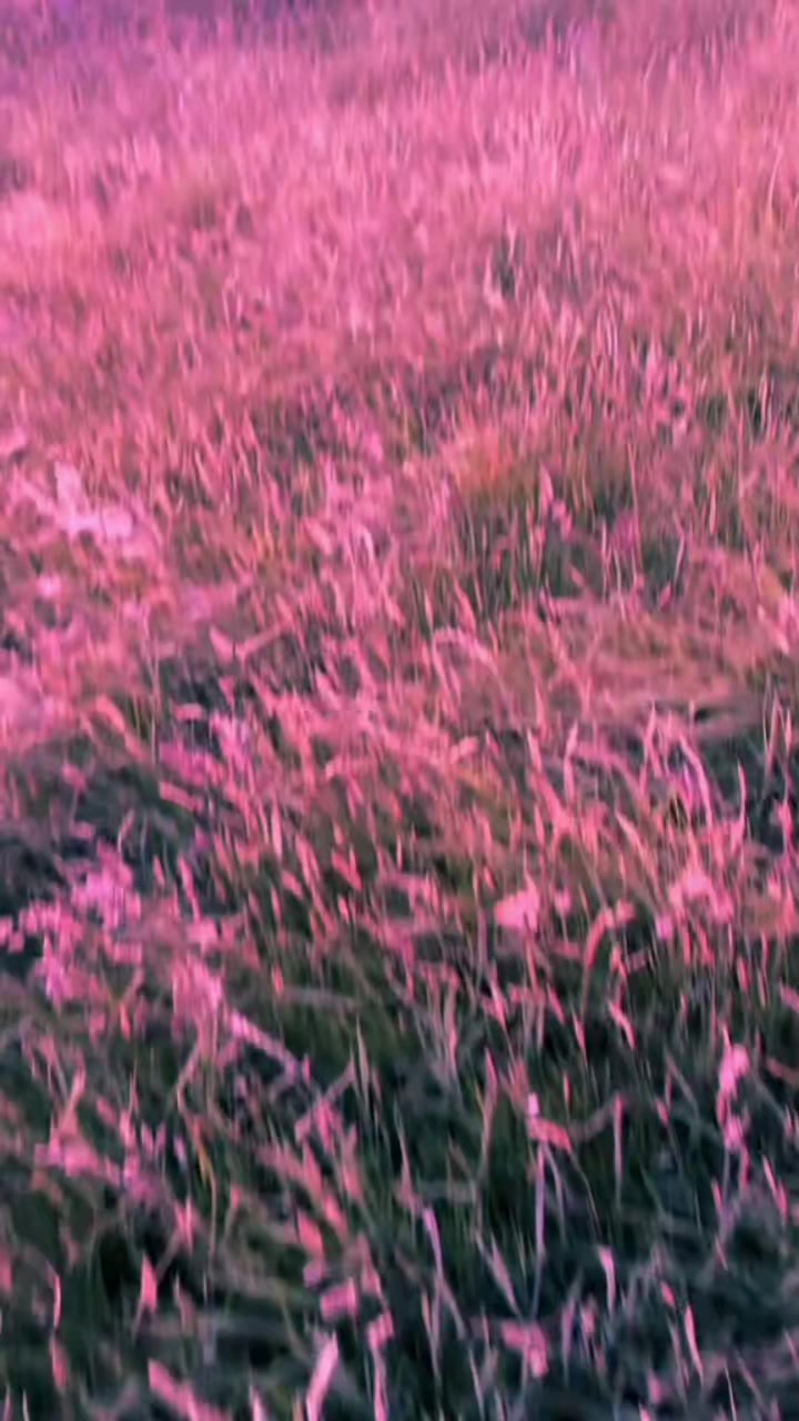 @lunar🩵💜