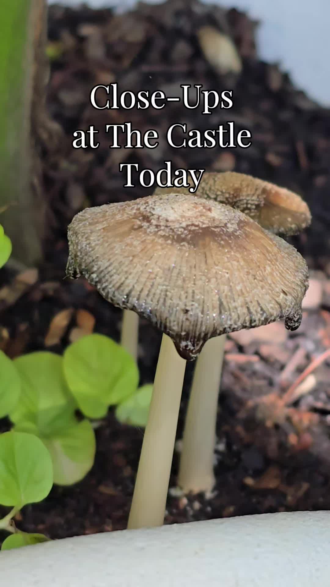 @The Ruins at Castle Grove