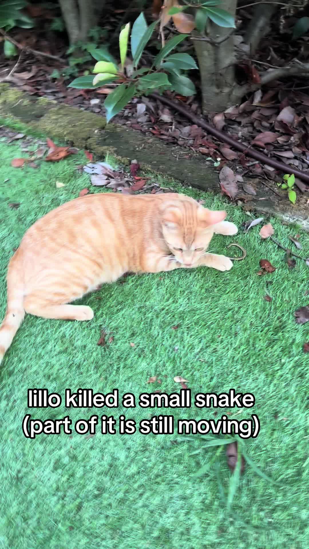 @lillo🐱🐈🐾