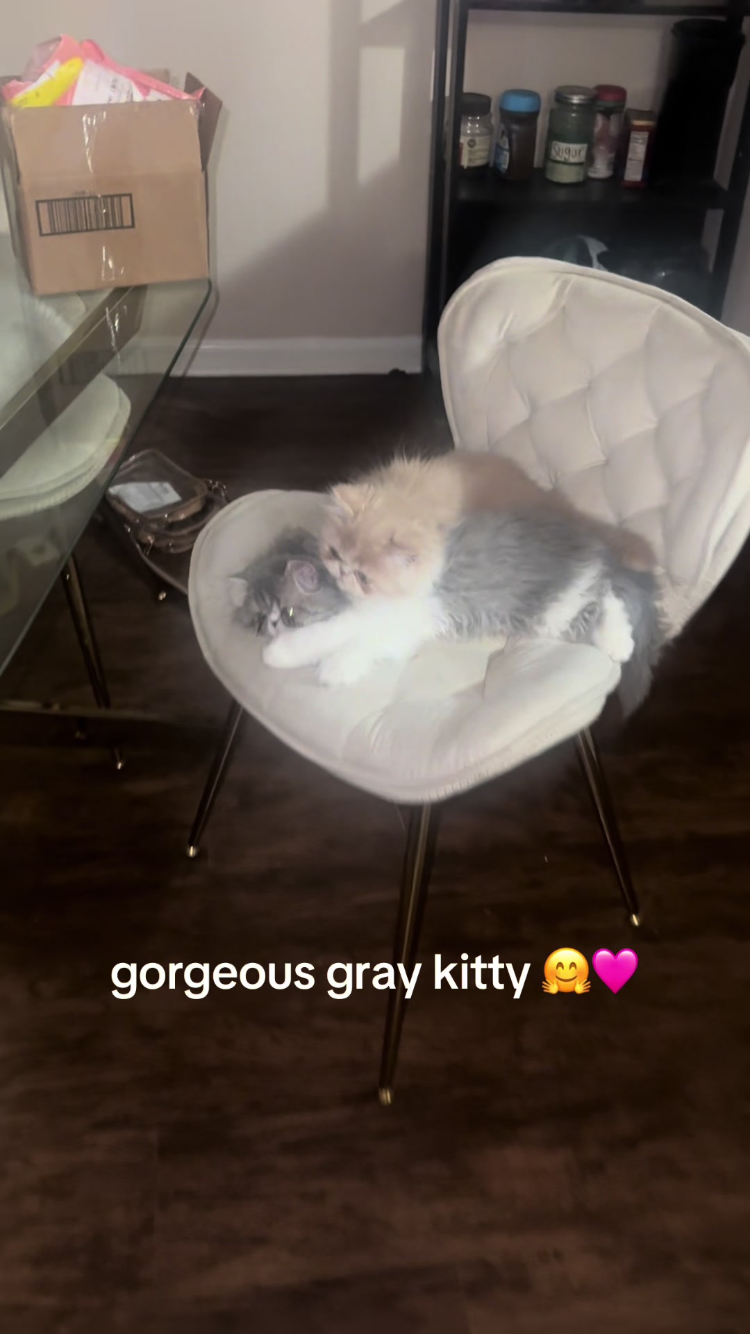 @henryetta.the.cat.lady