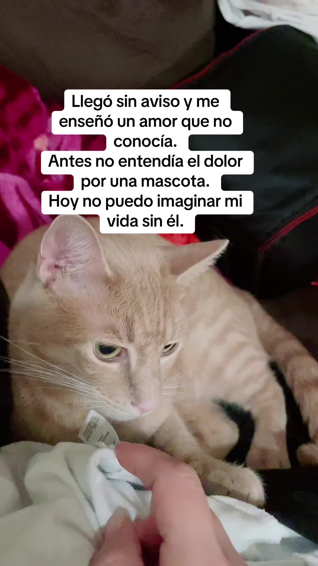@Christina Cortes 888🌹🌹