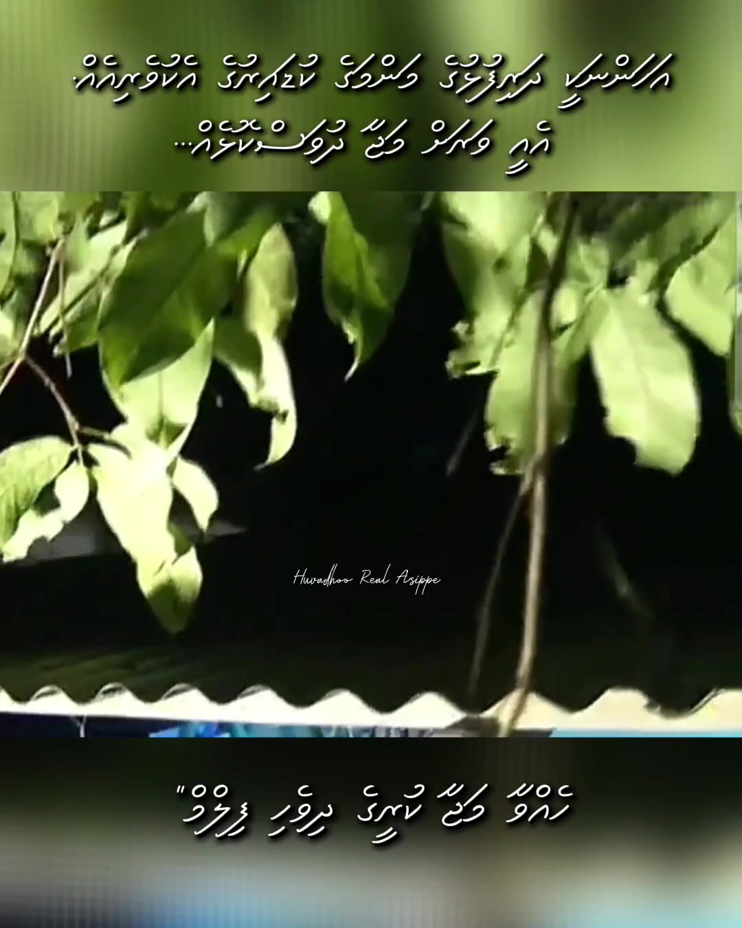 @Huvadhoo Real Asippe 🇲🇻🇵🇸