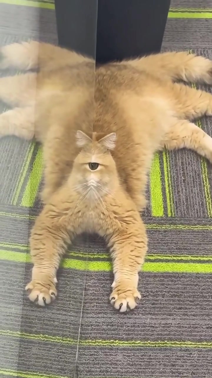 @MoewaiiCat