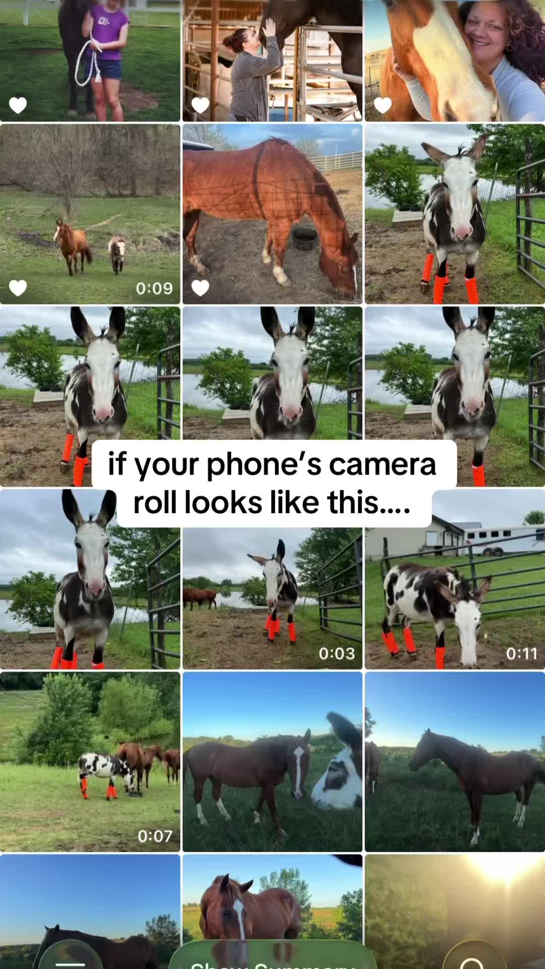 @Tisha 📸🦄 Equestrian Photog