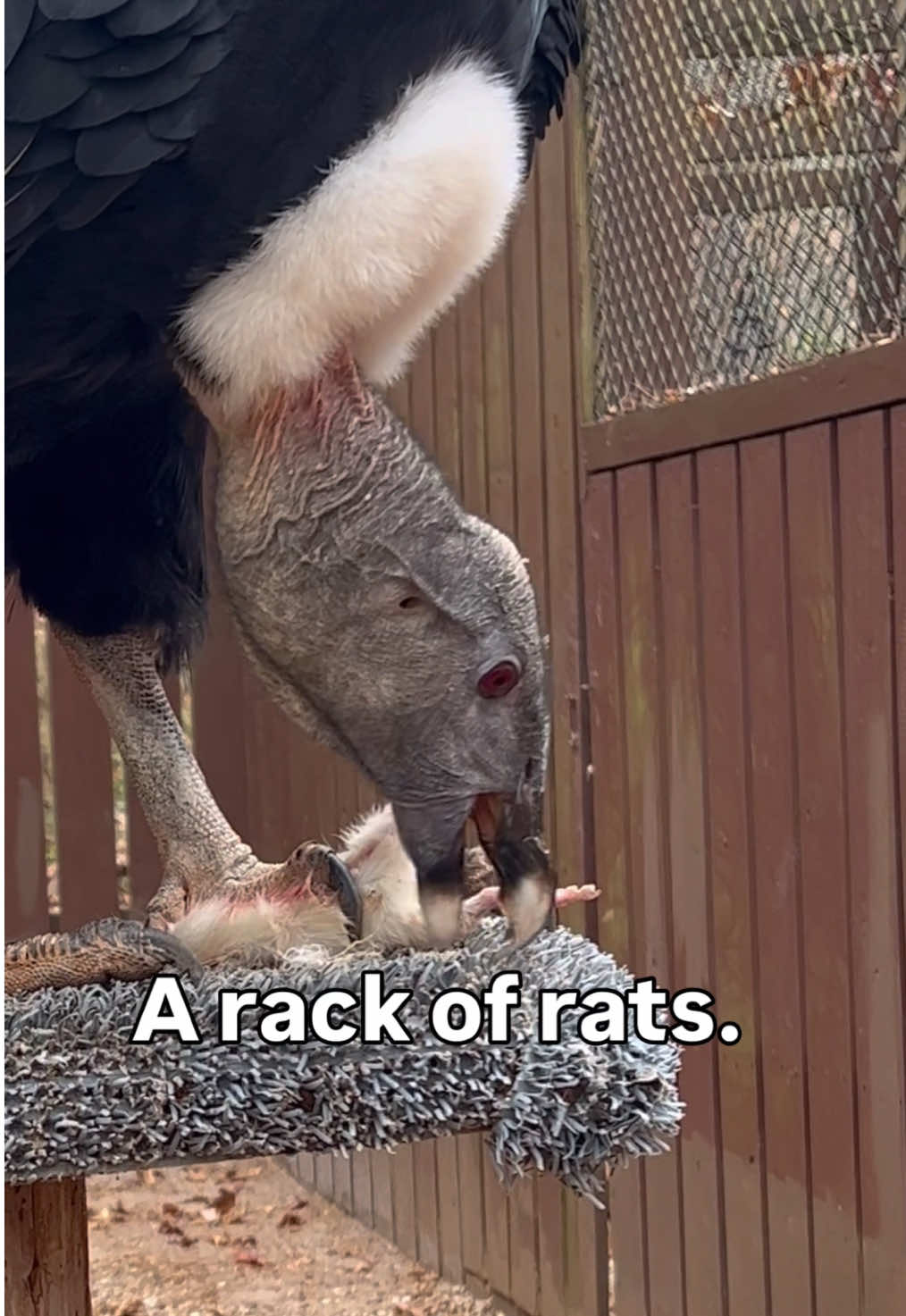 @Carolina Raptor Center