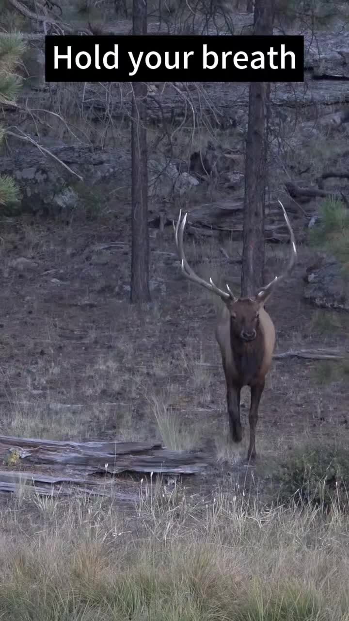@dddeerhunt