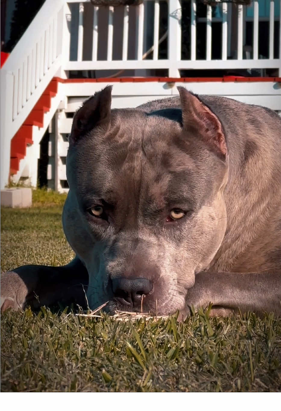 @🐾 Boundless Bullies 🐾