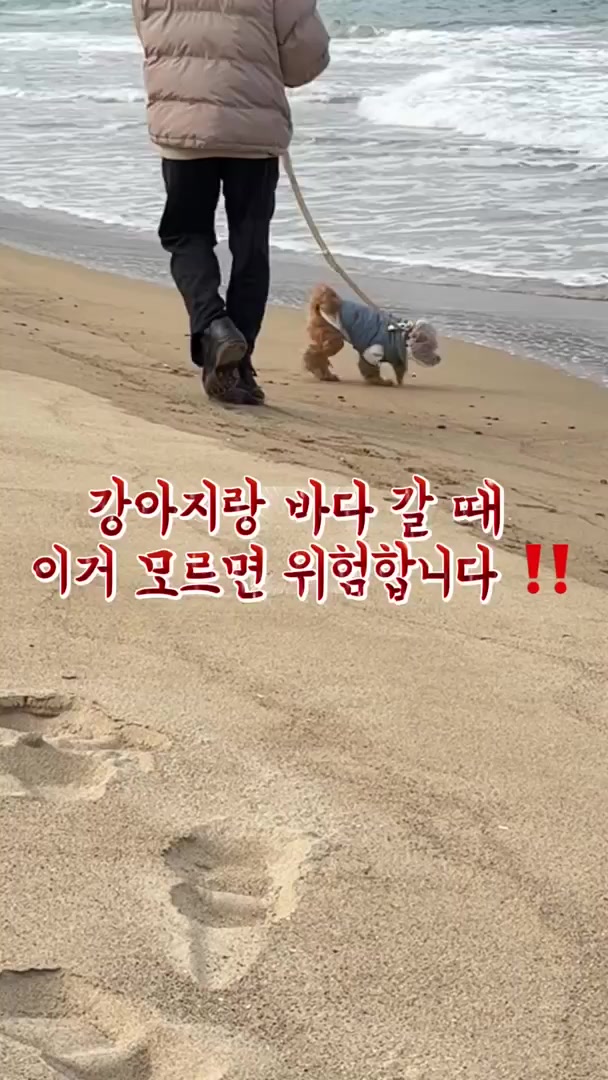 @말티푸 하루 🐾🐶