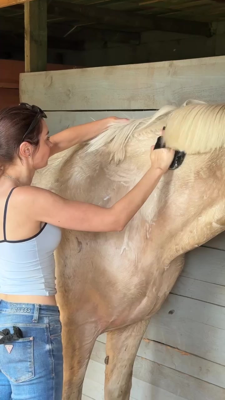 @“KK”Golden Horses