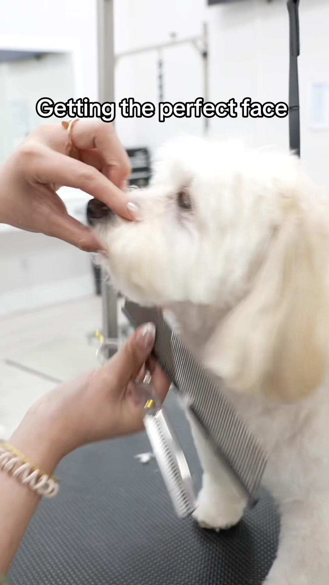 @NorCal Grooming Academy
