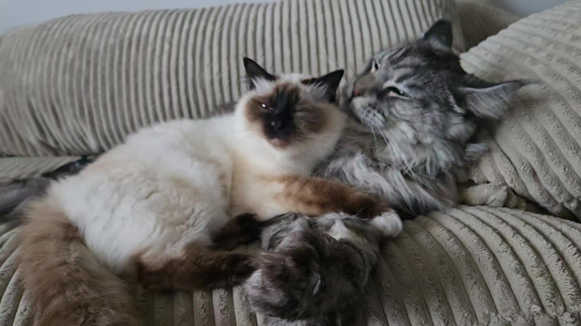 @L&eacute;o & Suki &hearts;️