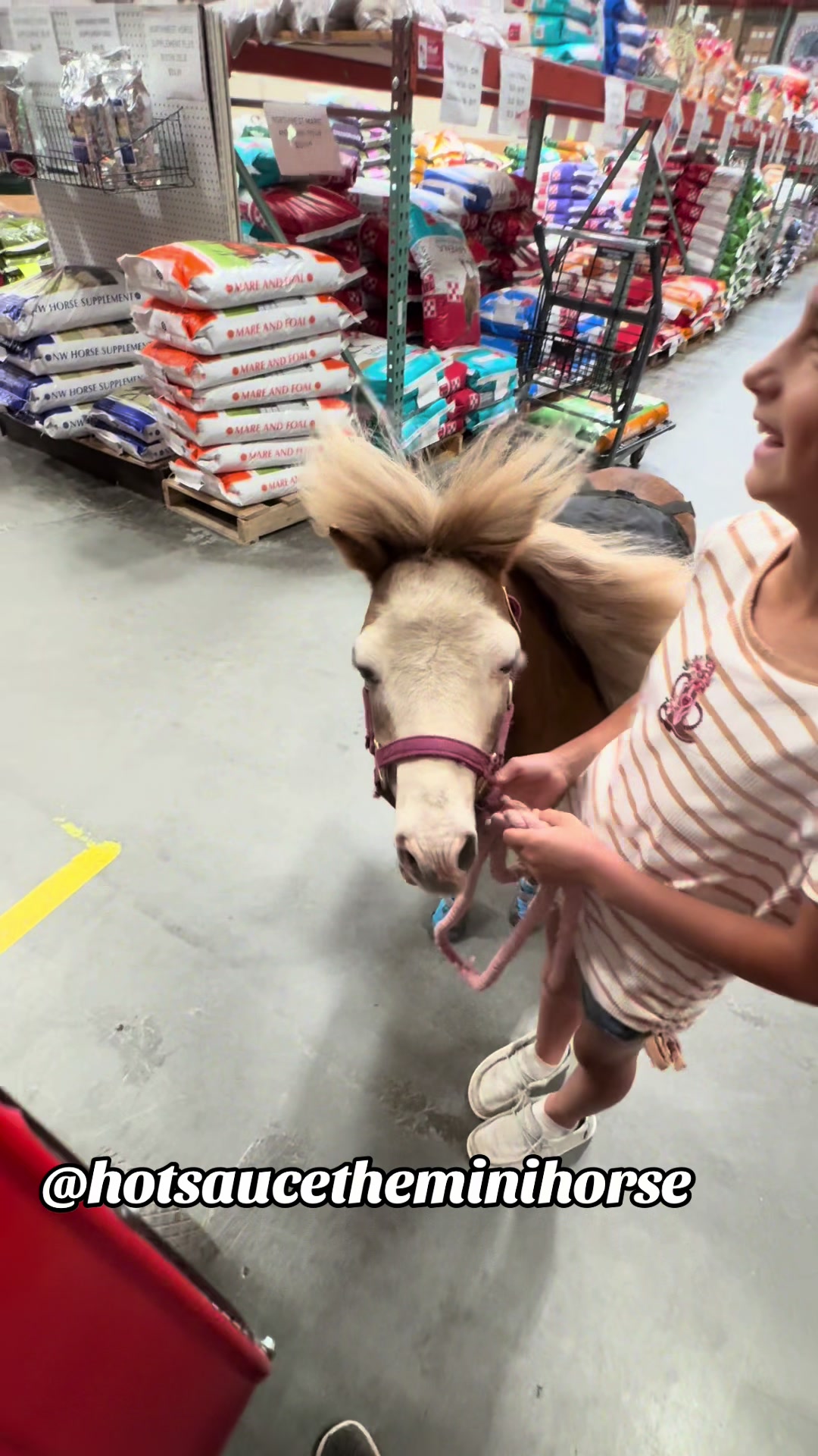 @Hot Sauce the Mini horse 🐎