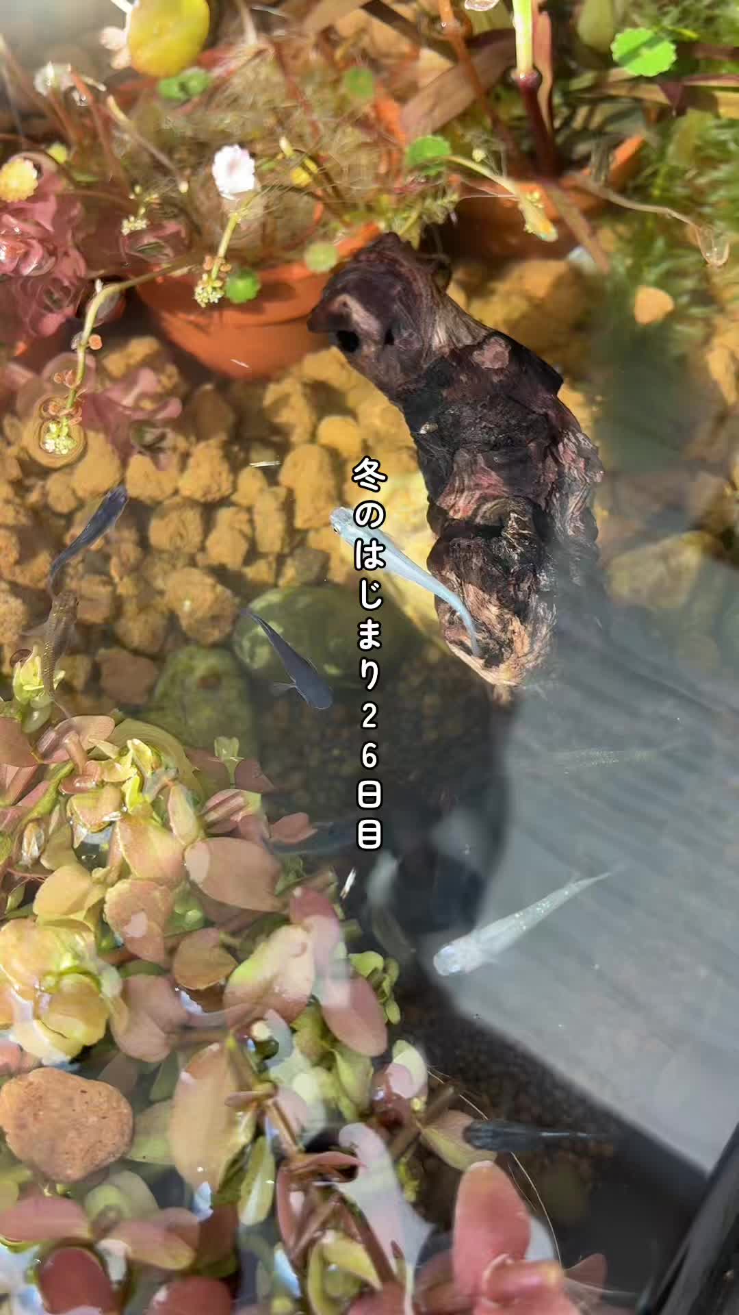 @癒しの田舎暮らし日記