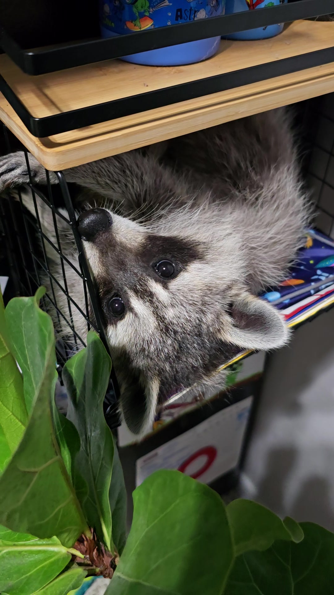 @Roxanne the Raccoon