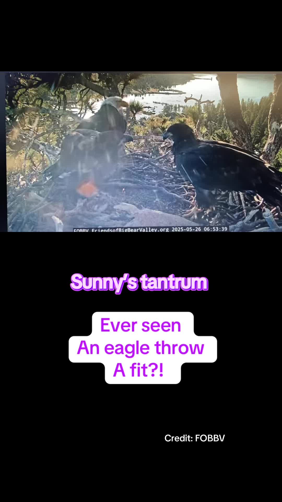 @feathery_friends_family