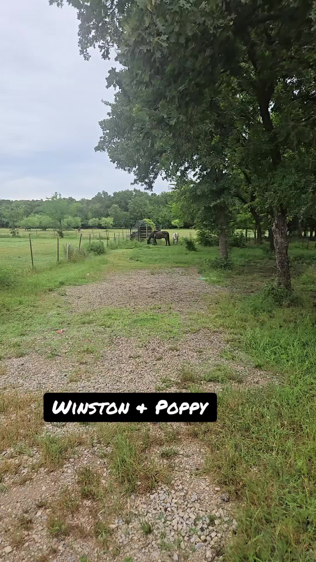 @Fonzy's Farm Rehab & Sanctuary